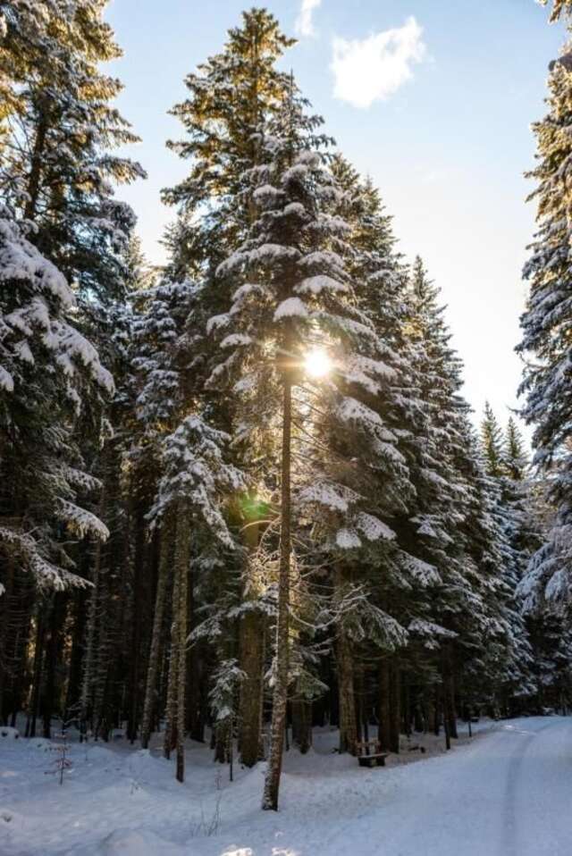 Дома для отпуска Original Wooden Lodge SG Жабляк-49